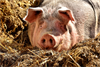 Foto für Prävention Afrikanische Schweinepest